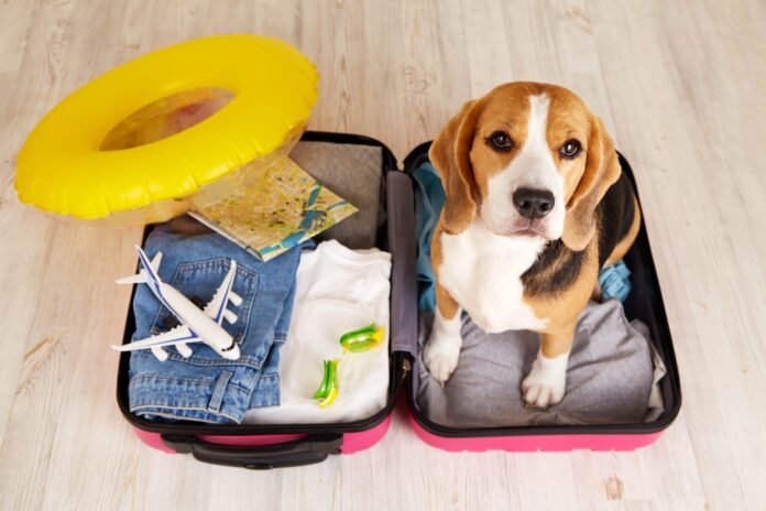 Família viaja acompanhada de cachorro, comportamento que impulsiona o crescimento do turismo pet friendly